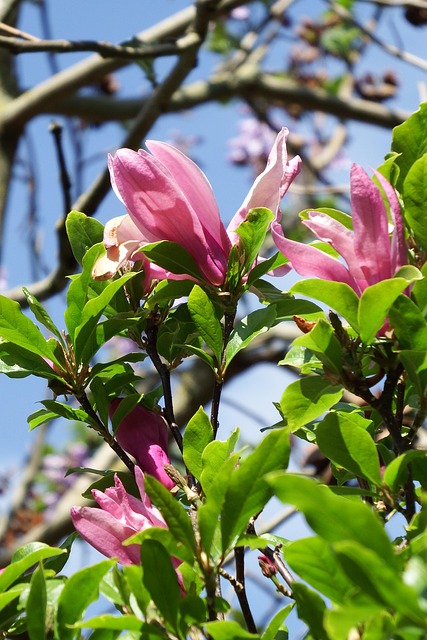 Free Magnolia Blooming photo and picture