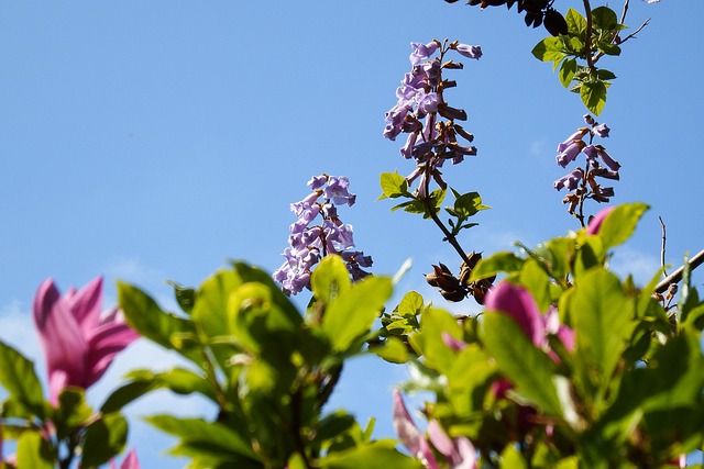 Free Paulownia Nature photo and picture