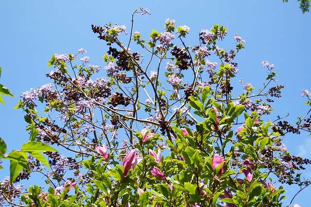 Free Paulownia Spring photo and picture