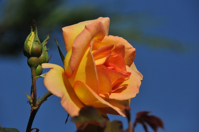Free Pink Orange Blossom photo and picture