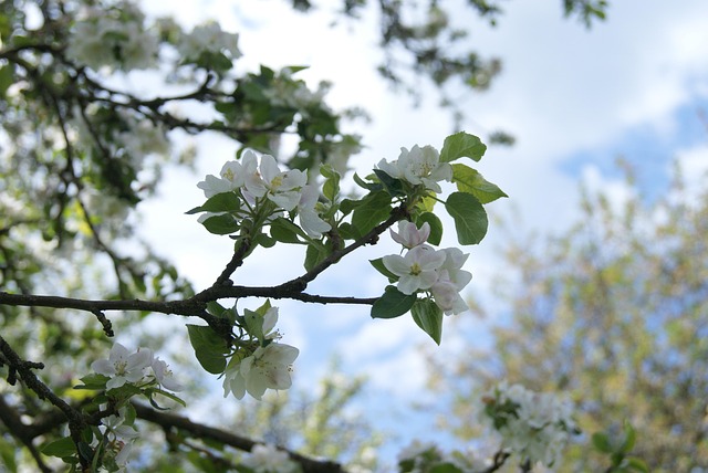 Äpfelbaum, Blutte, Natur, Blütten