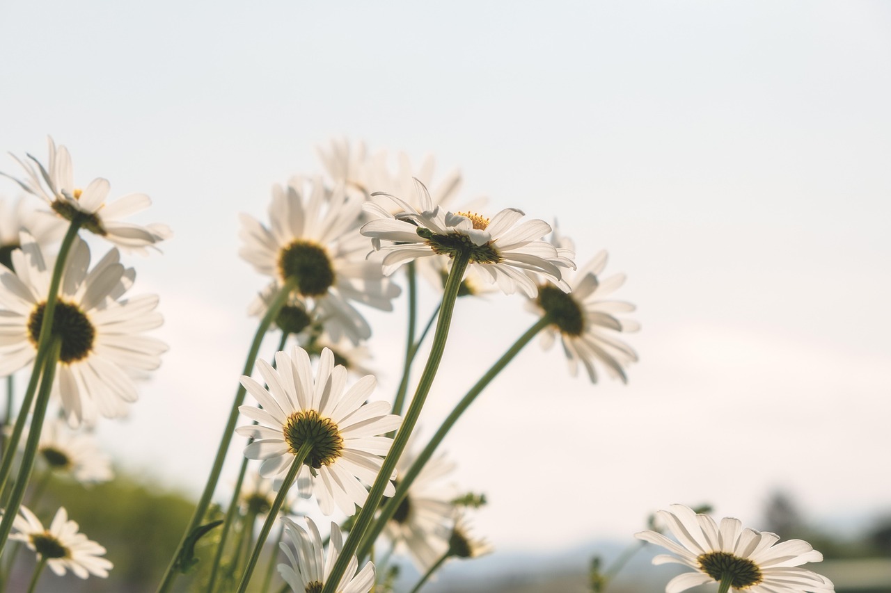 10,000+ Free Daisies & Daisy Images Pixabay