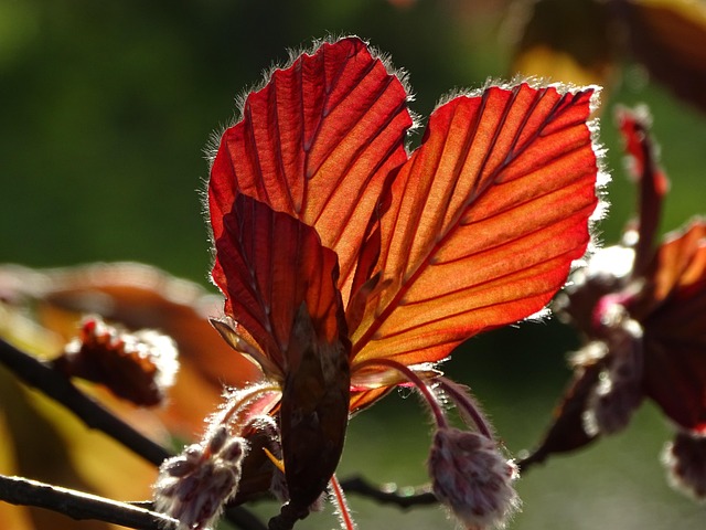 Free Beech Sheets photo and picture