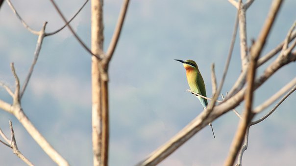 Free India Free Wallpaper photo and picture
