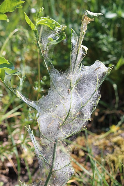Free Cobwebs Nature photo and picture