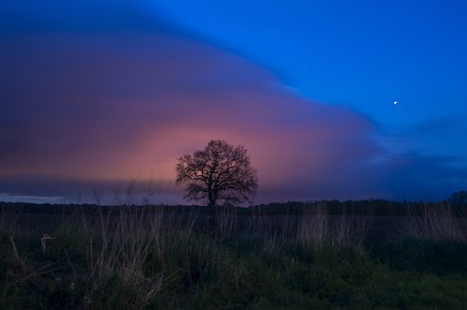 Árbol, Paisaje, Blauestunde, Hermosa