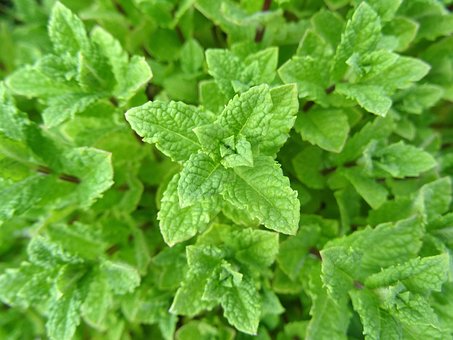 Free Mint Peppermint photo and picture
