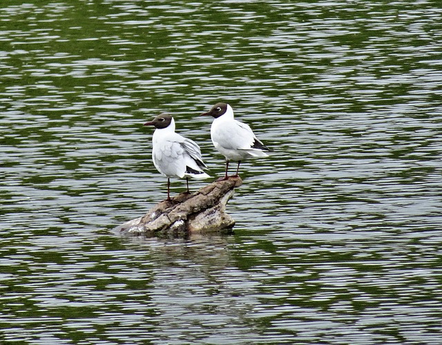 Vögel, Möwen, Federn, Wasser