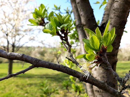 Knop, Træ, Forår, Blomstre, Skov, Plante