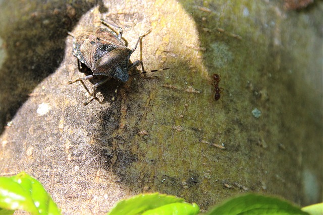 Beestje Insect Natuur Boom - Gratis foto op Pixabay