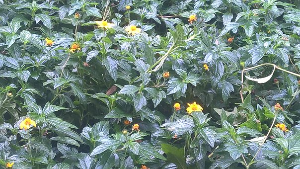 Free Nature Garden illustration and picture