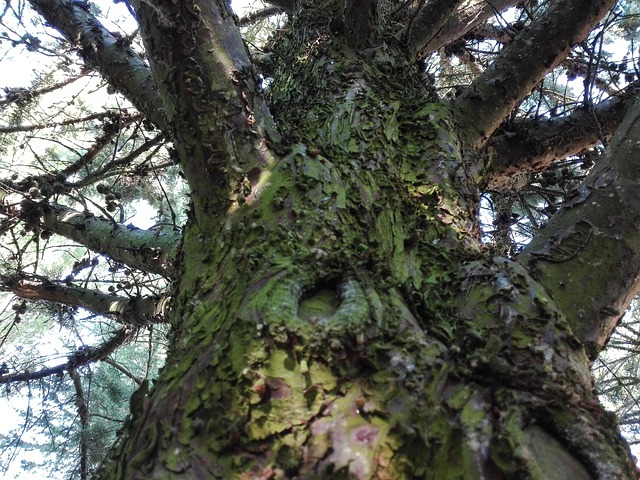 Baum, Carbayo, Eiche, Eicheln, Grün