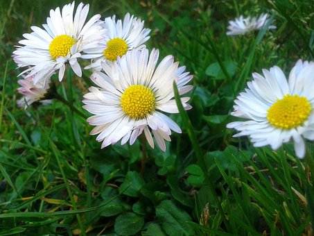 Free Daisy Flower Wallpaper photo and picture