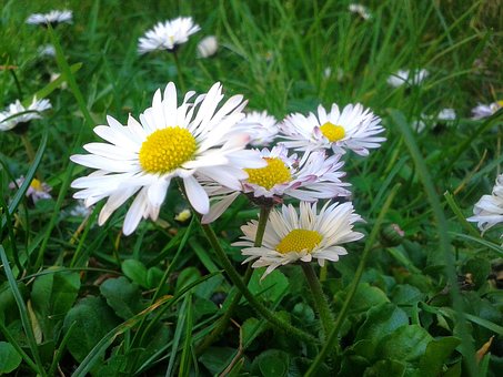 Free Daisy Meadow photo and picture
