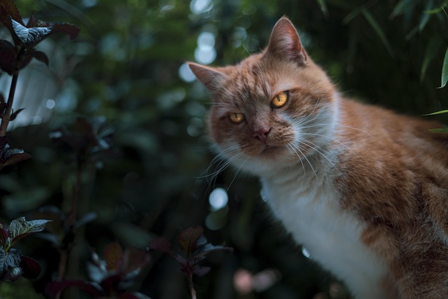 cat, katze, tier, haustier, tiger, löwe, pet, animal, head, nature, wild, mammal, panther, poly, design, predator, portrait, speed, safari, cupid, zoo, dangerous, feline, wildcat, fur