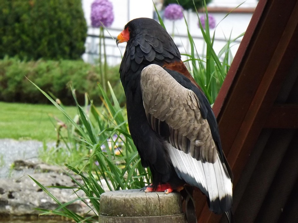 Parrot Raptor Raptor Bird Park Adlerwarte Birds - Free photo on Pixabay - Pixabay