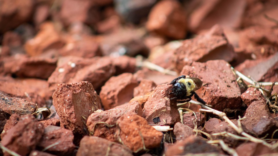 Bees Contrast - Free photo on Pixabay