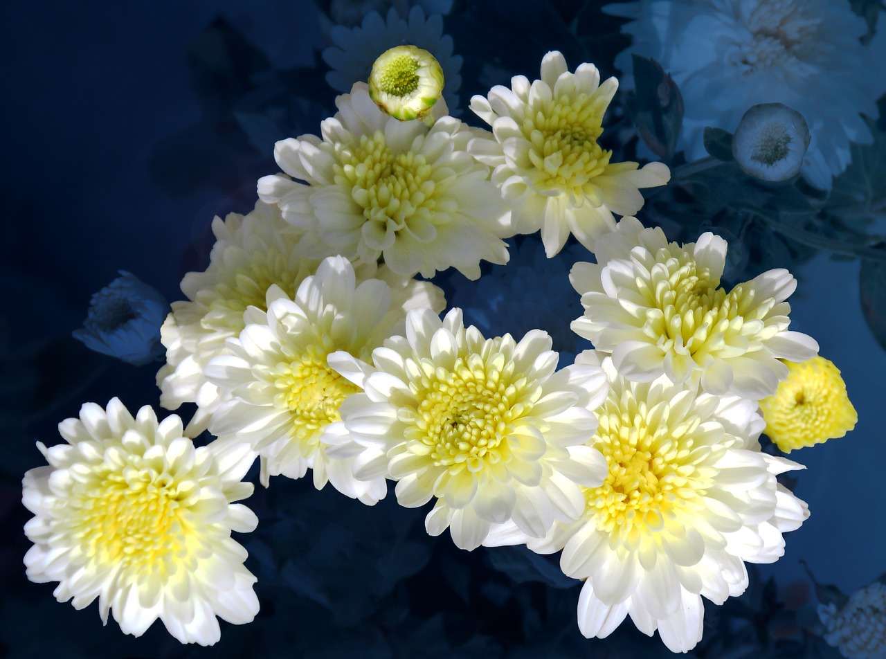 Chrysanthemum Common Zinnia White Free photo on Pixabay Pixabay