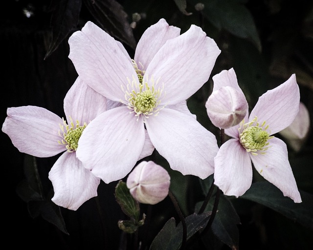 Clematis, Bloem, Plantaardige, Bloom