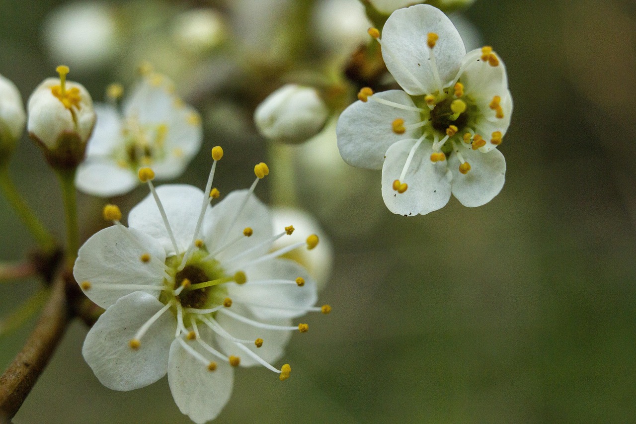 Spring Flowers Sad - Free photo on Pixabay