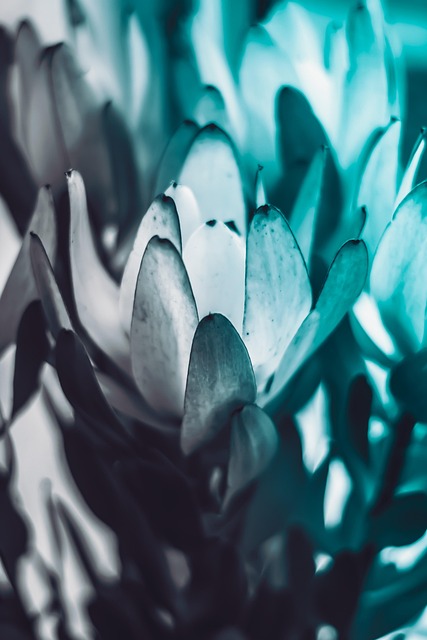 plant, nature, garden, spring, bloom, summer, sheets, green, blue, zen, design