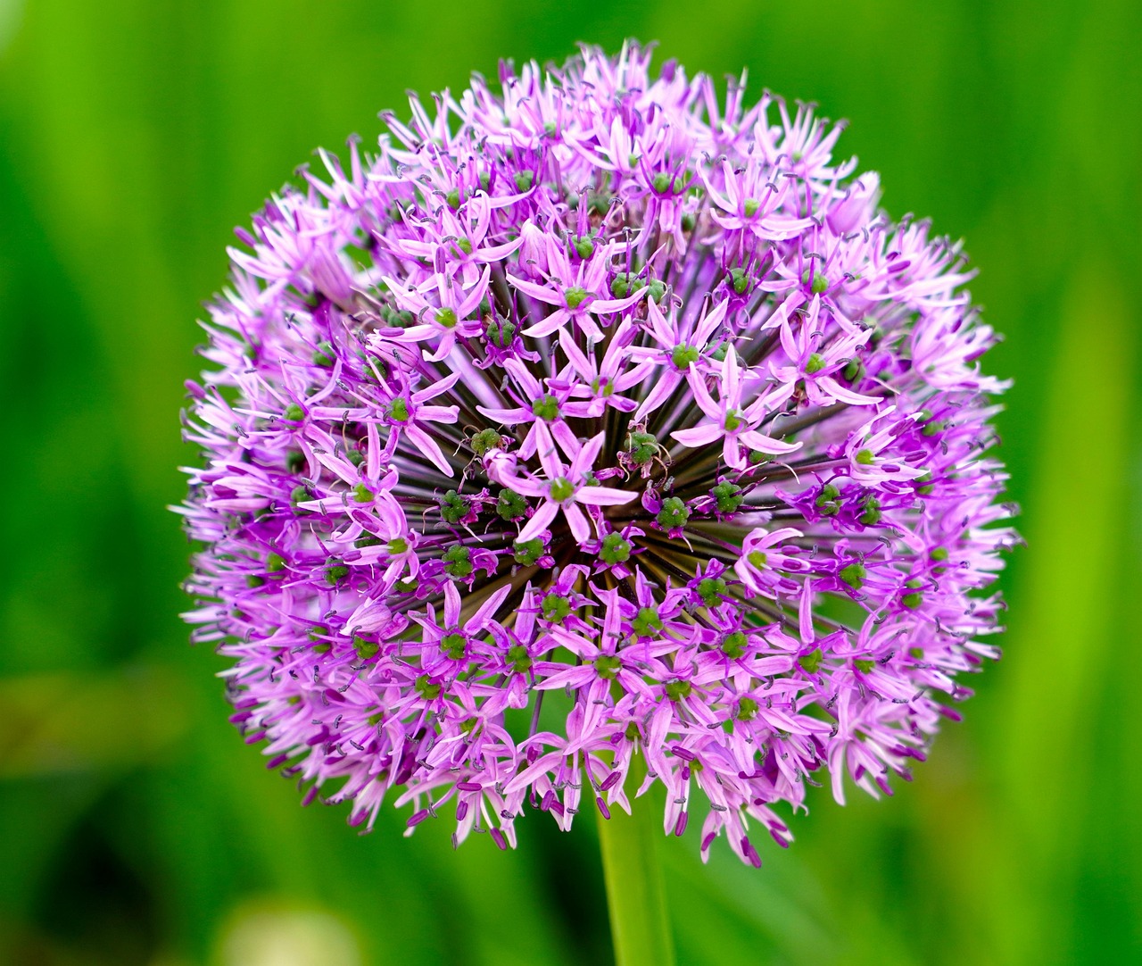 Ornamental Onion Flower Plant Free photo on Pixabay Pixabay