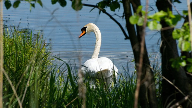 Free Swan Pond photo and picture