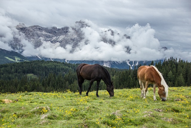 Free Mountain Horses photo and picture Free Mountain Horses photo and picture