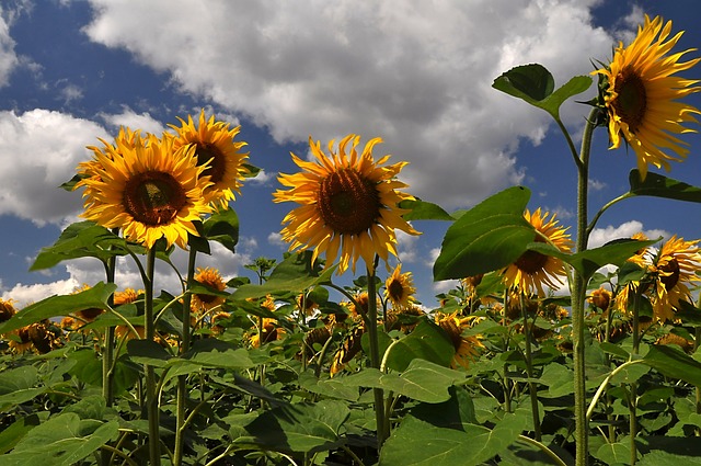 Free Sunflower Sunflower Field photo and picture