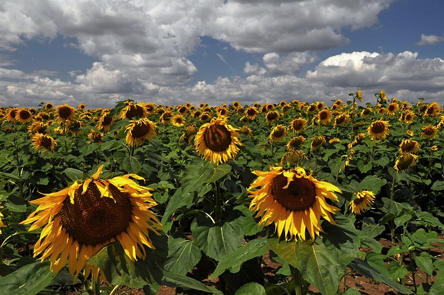 Free Sunflower Sunflower Field photo and picture