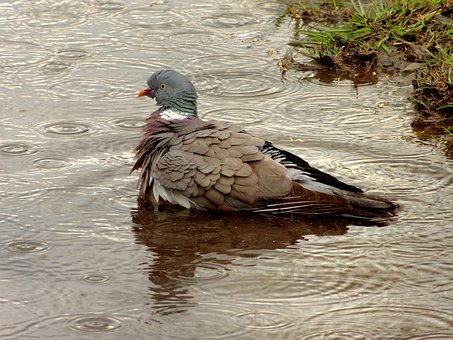 Free Dove Bird photo and picture