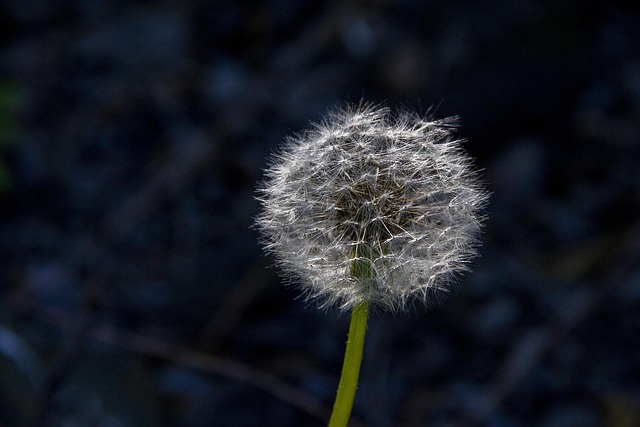 Dandelion, Macro, Flores Bonitas