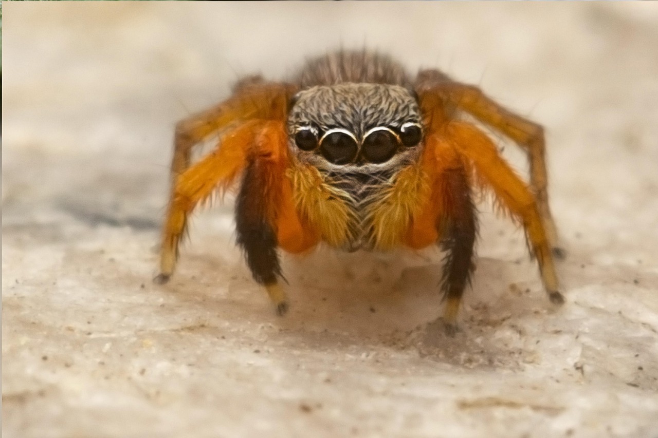 Araña Insectos Naturaleza - Foto gratis en Pixabay - Pixabay