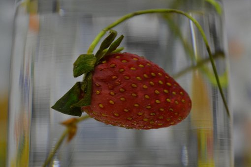 Free Strawberry Fruit photo and picture