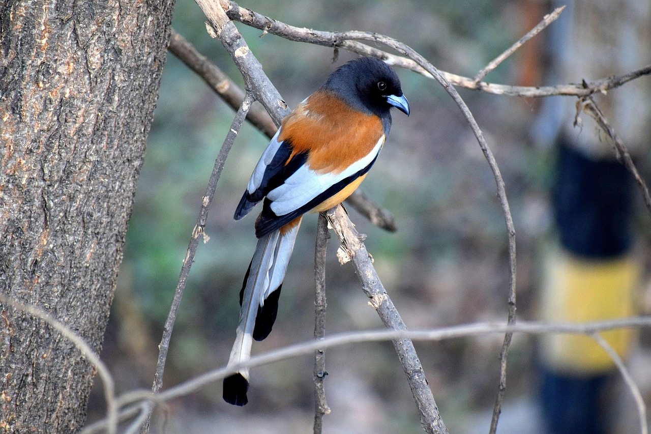 Bird - free online jigsaw puzzle photo