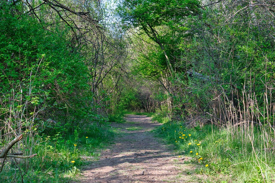 Spring Path Forest - Free photo on Pixabay - Pixabay