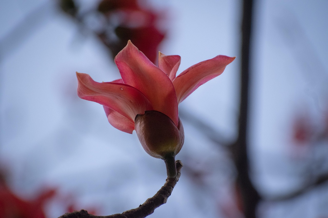 Flower - free online jigsaw puzzle photo