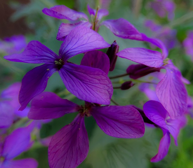 Free Flower Spring Flower photo and picture
