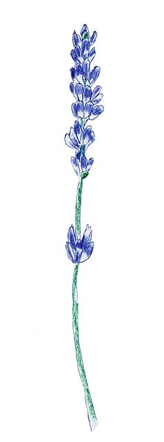 Free lavender blue provence illustration