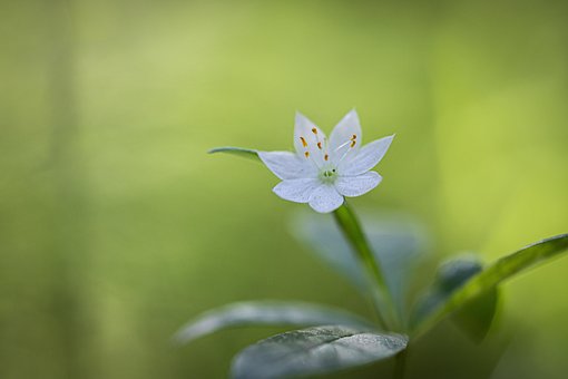 Sterbloem, Wit, Groente, Licht