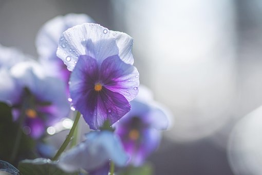 Viooltje, Zon, Licht, Natuur, Bloem
