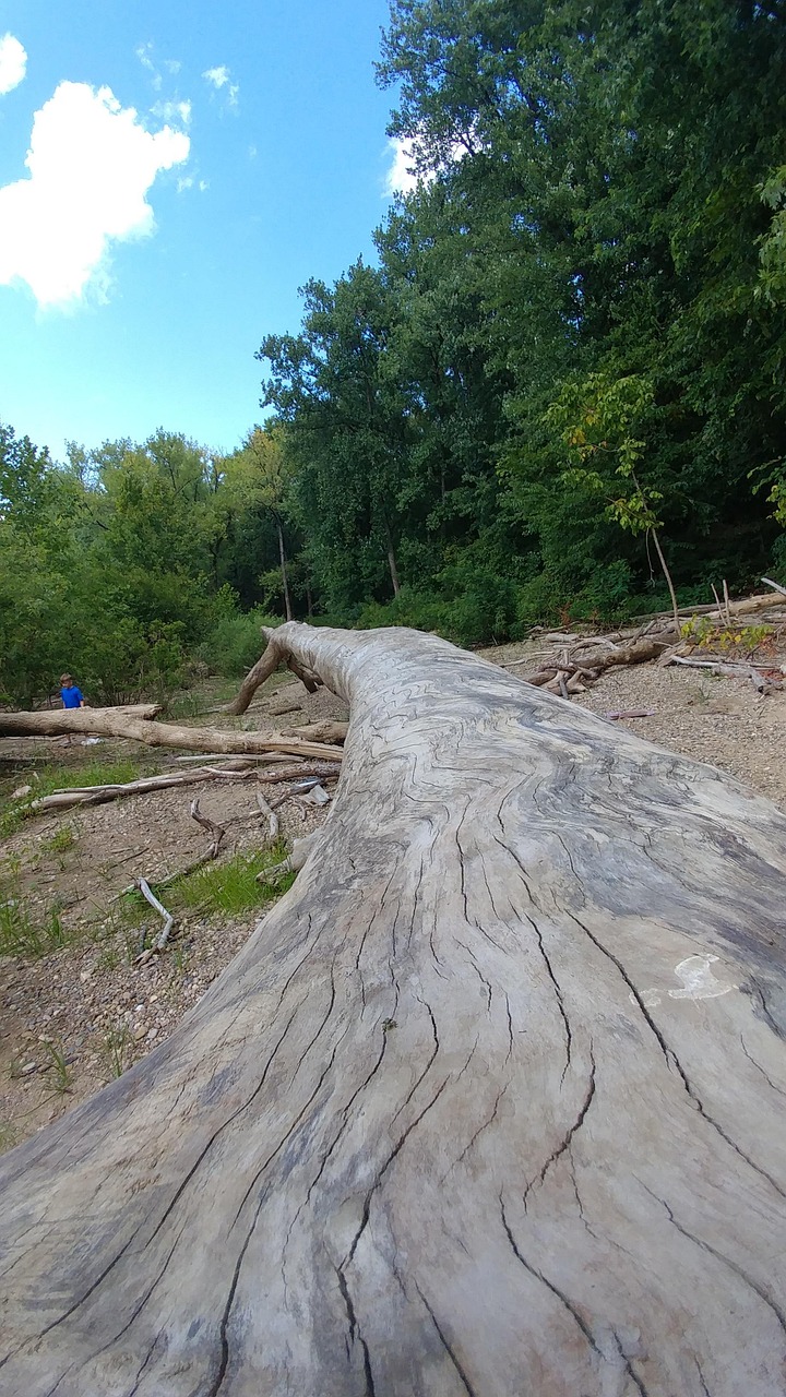 Long Tree Trunk Driftwood Falls Of Free photo on Pixabay Pixabay