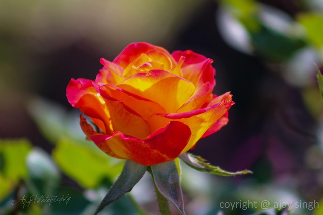 Rose, Blume, Natur, Rot, Romantisch