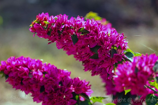 Blume, Pflanze, Feder, Blüte, Natur