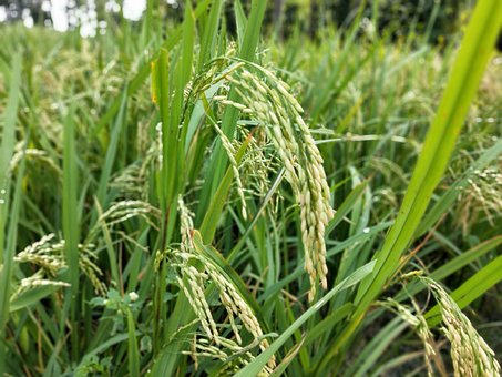 Free Organic Rice Organic Farm photo and picture