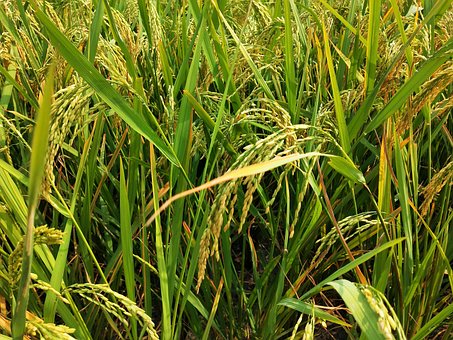 Free Paddy Rice photo and picture