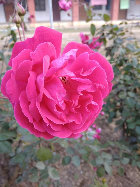 Free Pink Rose Rose photo and picture