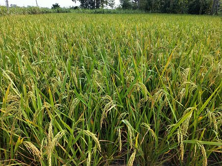 Free Rice Grains Paddy Grains photo and picture