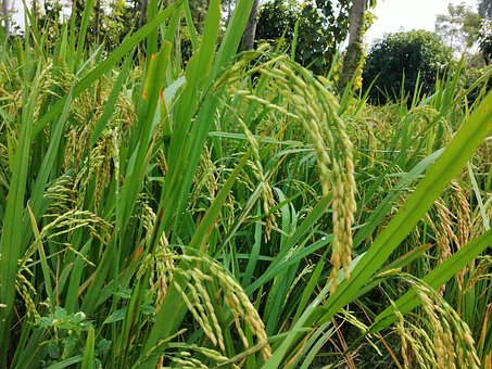 Free Rice Grains Ripen Rice photo and picture