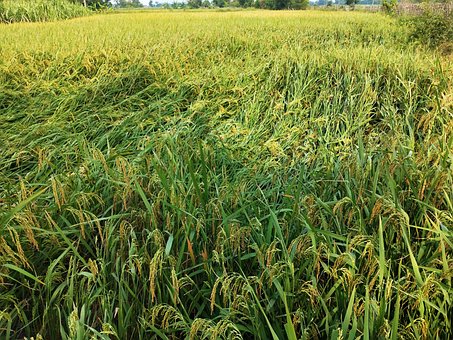 Free Destroyed Crop Paddy Crop photo and picture